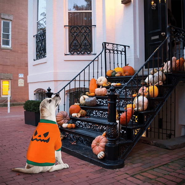 Hund Halloween skjorte Kjæledyrklær Gresskarhode for små hunder Katt S