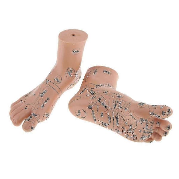 2 Stykker Fodzoneterapi Massage Model Engelsk Kode TCM Fødder Zoneterapi-God