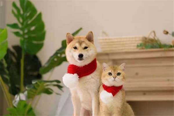 Julehunde- og kattedyrkostumer - Julenissehalsklæde L