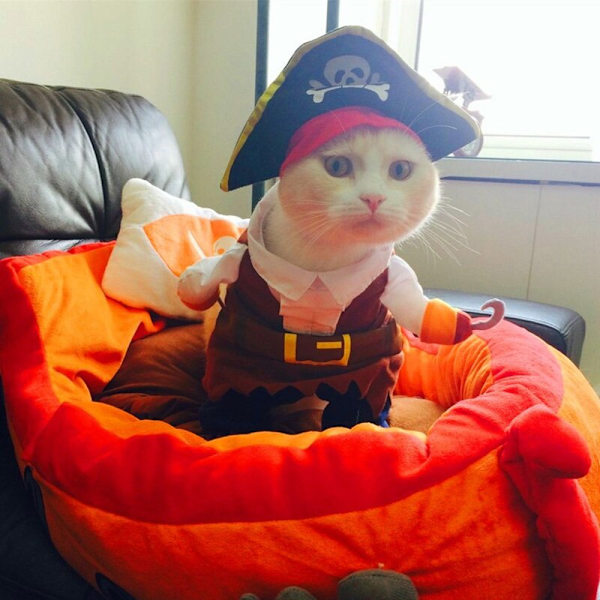 Kostymer Piratkostym Kattkläder Pet Corsair Halloween Piratkostym liten medium