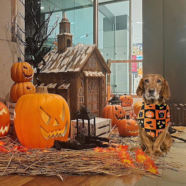 Hauska Halloween puuvillainen koiran kolmiohuivi - Halloween C