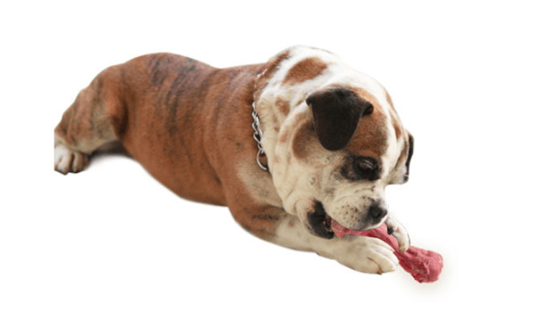 Bittålig hundleksak av livsmedelskvalitet Hundbettleksak (kött)