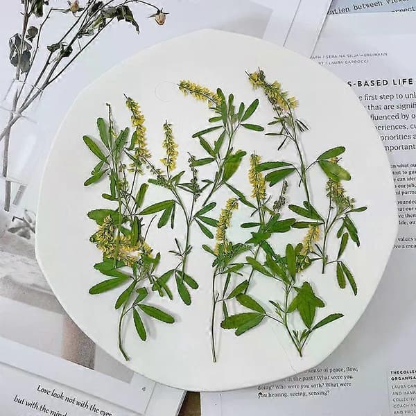 2 stk. pressede blomster til vokssegl bryllupsinvitasjoner, ekte naturlige tørkede blomster til håndverk gratulasjonskort, gaveeske, babyshower, bryllupsdekor