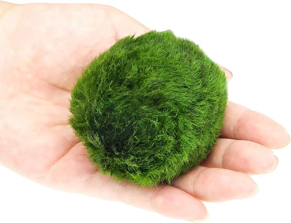 4-pack mossbollar, ger viktiga näringsämnen, rensar vatten
