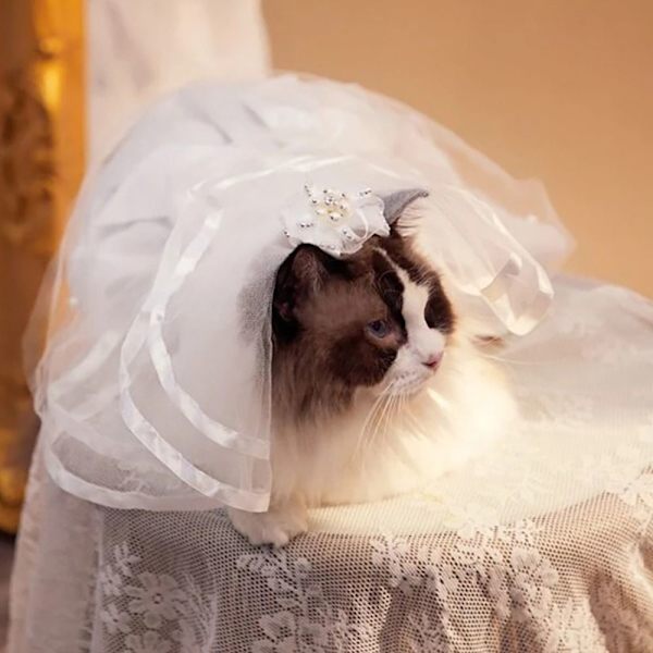 Pet Bröllopsslöja Hundslöja VIT white