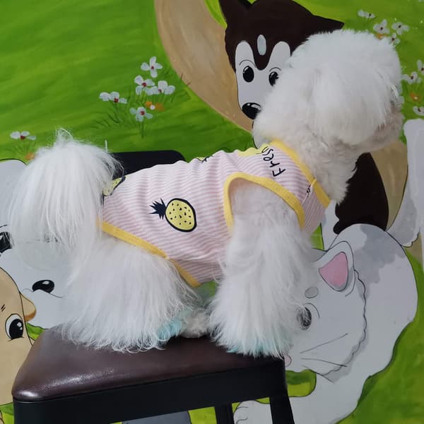 Halloween kostumer til hunde, katte, kæledyr, striber, sjove Dress