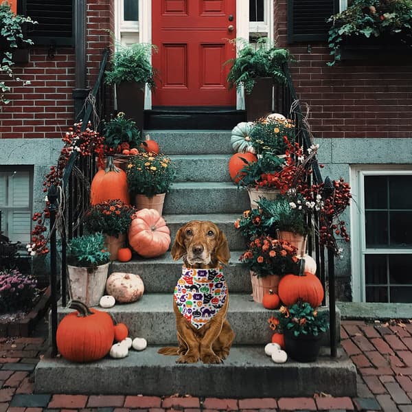 Koselig Halloween bomulls-teppe hund trekant skjerf - Halloween A