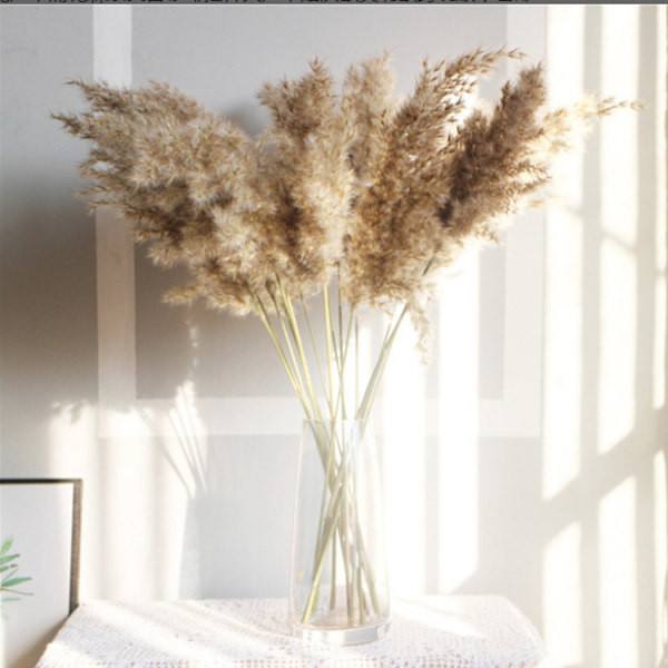 10-pack torkade Pampas vassväxtbuketter