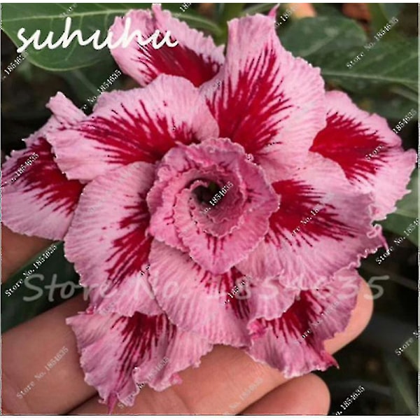 Desert Rose Flower Adenium Lily Rose 5pcs-adenium-NO.3 none