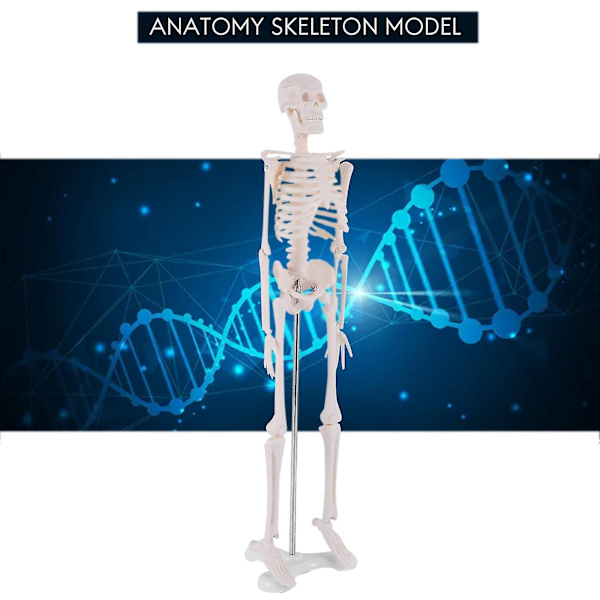 45 cm Mänsklig anatomisk anatomisk skelettmodell affisch Lärhjälpmedel Anatomi Människoskelettmodell Tangrui null none