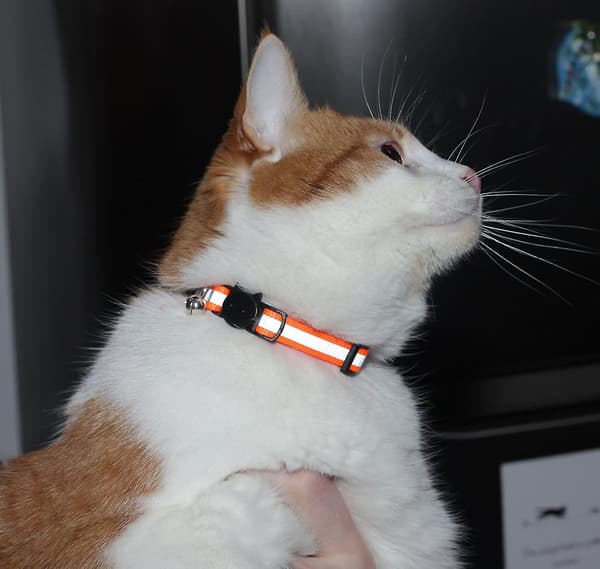 Reflekterande katthalsband Bell Säker nylon Pet Collar Breakaway null none
