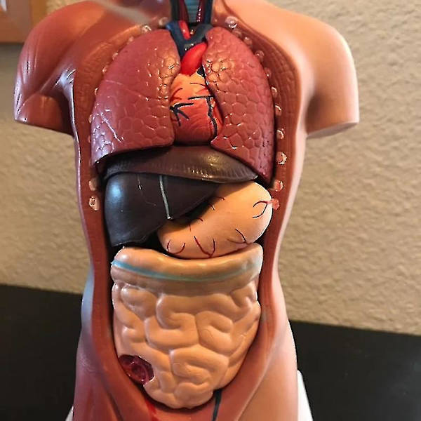 Unisex mänsklig bålkropp Anatomi Anatomisk modell Inre organ Skelettsystem null none