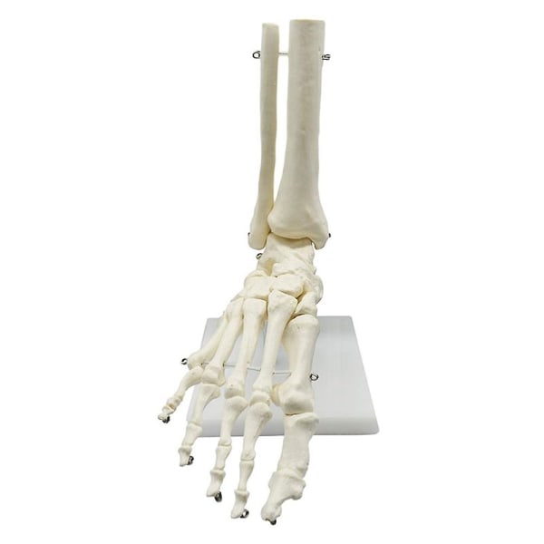 1 1 Mänskligt skelettfot Anatomi modell fot och fotled med anatomisk modell Anatomi undervisningsresurs white none