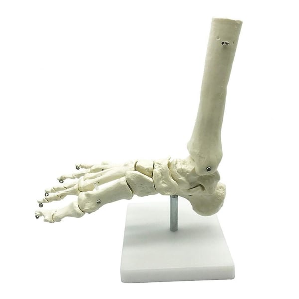 1 1 Mänskligt skelettfot Anatomi modell fot och fotled med anatomisk modell Anatomi undervisningsresurs white none