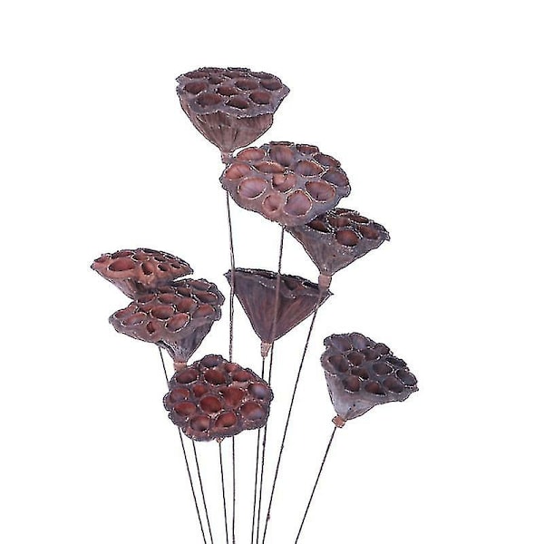 Snygga torkade växtstammar Naturliga Mini Lotus Pod Torkade blommor Konstgjorda blommor för hemprydnad Gör-det-självtillbehör (DPD)