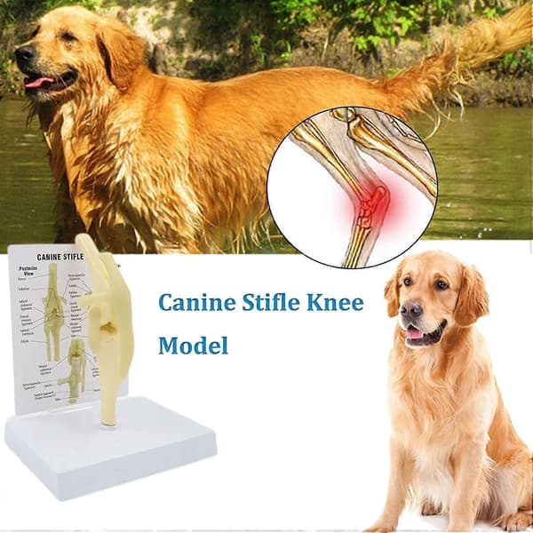 Anatomisk knæledsmodel til hunde, model af hundeknæled, model af hundeknæ