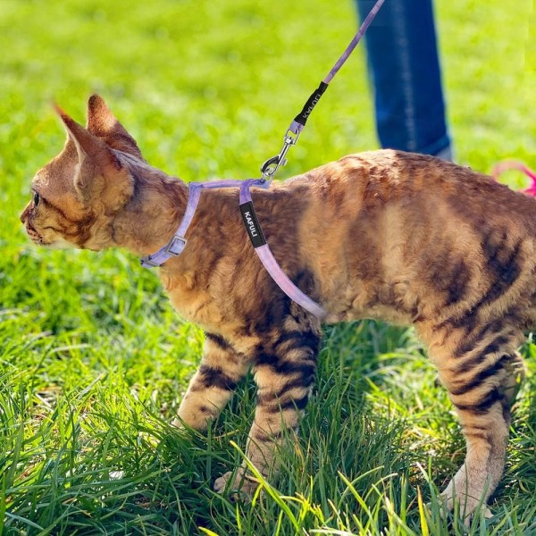 Kattesele og båndsett Kattunge rømningssikker kattesele med