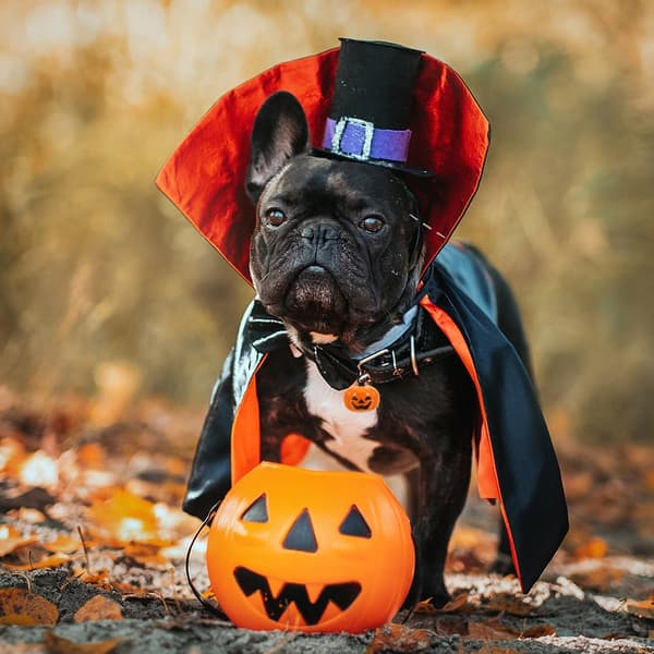 Sæt med 5 mini Halloween græskarklokker, græskarklokker, Jack O'Lantern charms til Halloween efterårsdekorationer