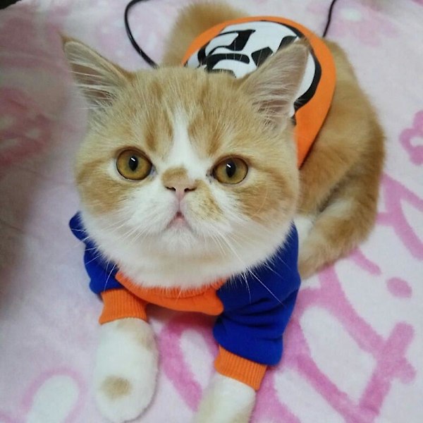 Mode husdyr katt kostyme sommer katt vest hettegenser koselige mascoats gotos klær Hoodie-doraemon Hoodie-doraemon M