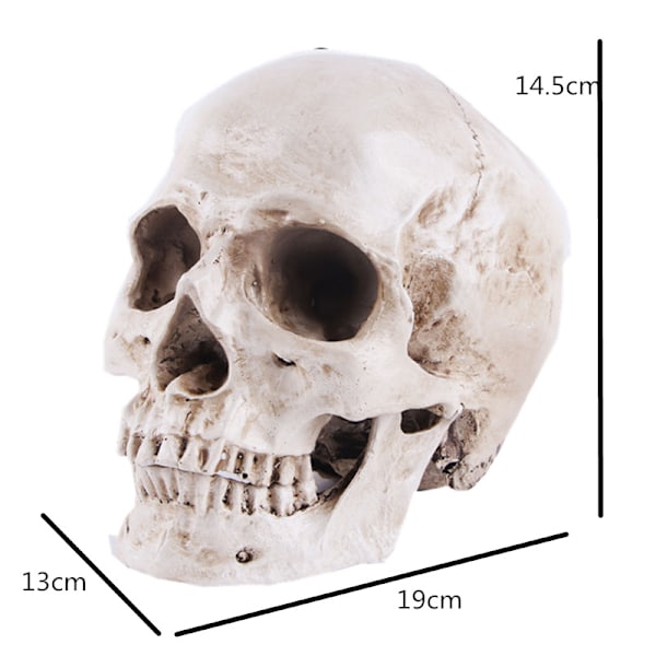 Anatomisk kraniemodel - realistisk menneskekranium i harpiks - liv