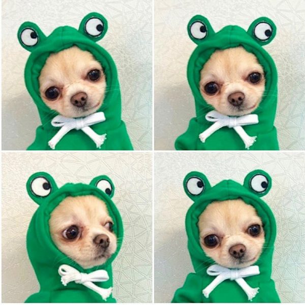 Hundtröja - Söt grodformad varm jacka Husdjur Kläder för kallt väder Set Rock Katt Valp Liten Stor Hund (grodsweater) XS