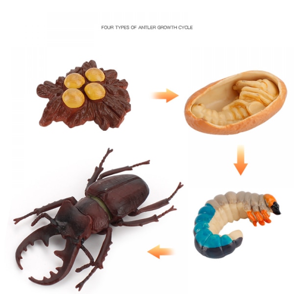 Eläinten kasvusyklin biologinen malli , kasvuvaihe Elävä polttarikuoriaisen set lapsille Koulutus Hyönteisteemaiset juhlat