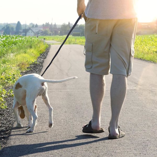 Læderhundesnor 6ft x 1/2 tommer Heavy Duty Hundesnor, Stærk Robust Ægte Læder Flettet Hundesnor, Blød og Komfortabel Læderhundesnor til Store Black6FT 6 ft x 1/2 inch