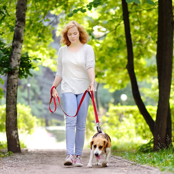 5 FT Heavy Duty Hundekobbel med 2 komfortable polstrede håndtak, trafikkhåndtak og avansert enkel snapkrok, reflekterende gåledning for store, mellomstore og S Red5FT 5 Feet (Pack of 1)