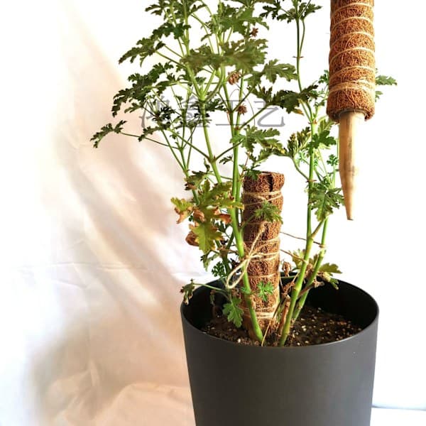 30 cm 2-pack Växtstöd, Kokosstöd, Kokospåle, Kokospinne (A184)(B85)
