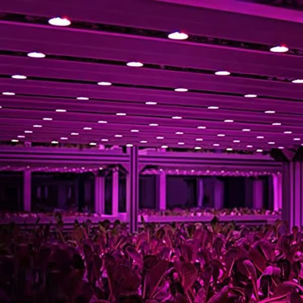 LED-växtbelysning E14 - 60 lampor fullspektrum växtlampa, för blommor, hydroponiska frön och ekologiska växter, 8-pack