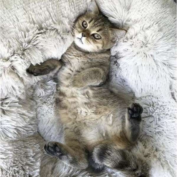 Kattbädd / Hundbädd - Sovplats för katter & hundar Grey grå