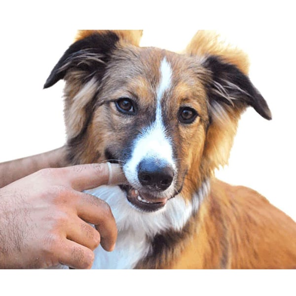 Silikontandborste för hund och hund Ergonomisk design för finger -