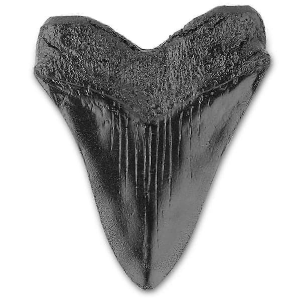 2025 Carcharodon Megalodon Gigantisk Tann Fossil