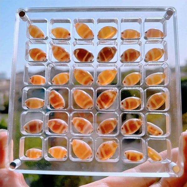 Akryl Magnetisk Seashell Display Box Multi-purpose Craft Dekorativt ställ för ädelstenar