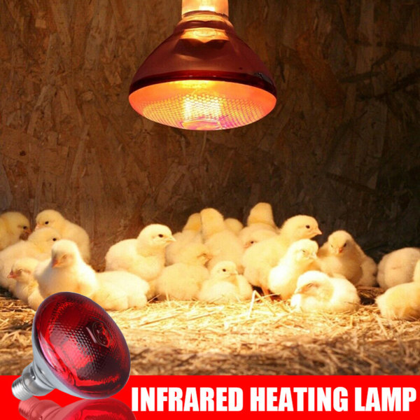 250w infraröd värmelampa Vattentät anti-explosionsförtjockade glödlampor för smågris kyckling anka fåglar