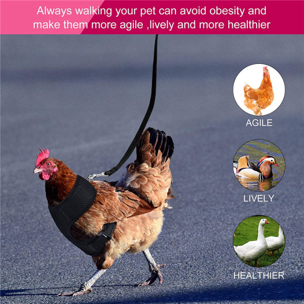 Justerbar kycklingsele med koppel Elastisk Bekväm ventilerande husdjursväst för anka gåshöna Traning promenader Blue M