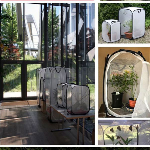 Vikbar Insekt Habitat Bur Fröplanta Ljusöverföring Nettält Växthus 30*30*30