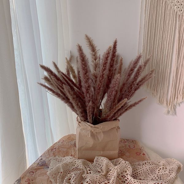 Växtdekoration Vass Små Pampas Vita Torkade Blommor Lufttorkad Dekoration Display Rekvisita White