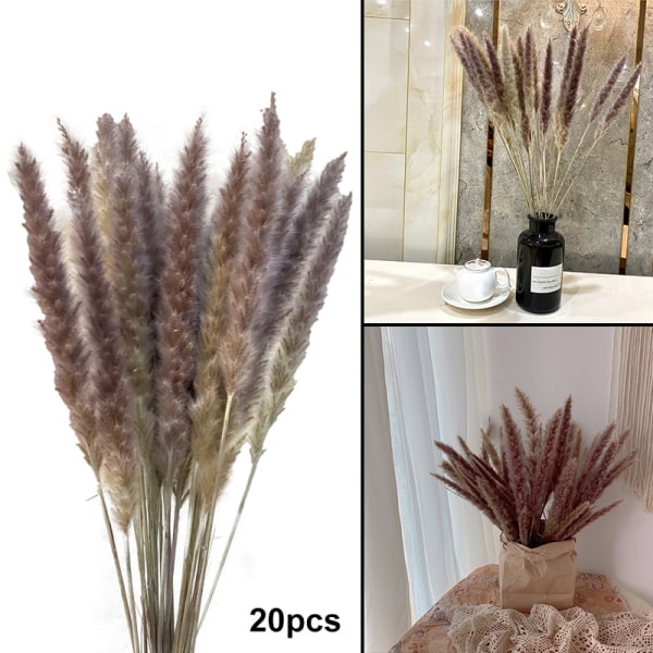 Växtdekoration Vass Små Pampas Vita Torkade Blommor Lufttorkad Dekoration Display Rekvisita White