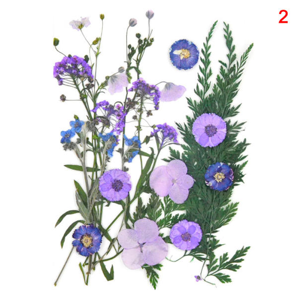 20-25 st/förpackning Riktiga torkade pressade blommor Bladväxt Blandade färgglada blomblad Kronblad För gör-det-själv-hantverk Make-up