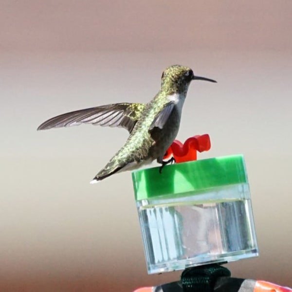 Handledsmatare Mini Handgjord Handhållen Hummingbird Matare 20ml Fönsterprydnad