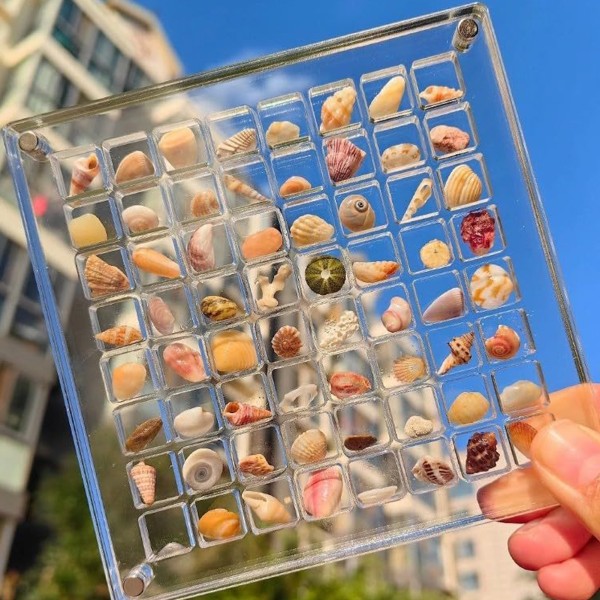 Akryl Seashell Display Box med magneter Slitstark sjöstjärnor Trinket case för pärlspik 100 Grid