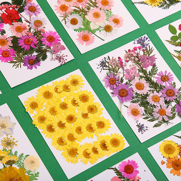 Pressade blommor Blandade torkade blommor DIY Art Blomdekor Collection Gift Craft DIY A-2