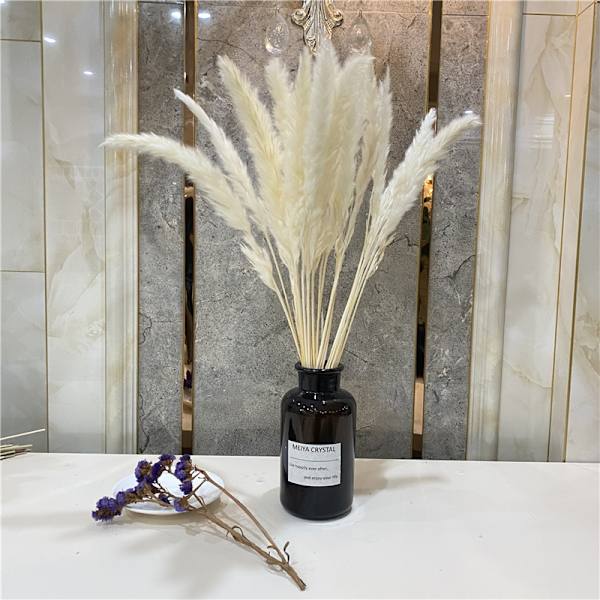 Växtdekoration Vass Små Pampas Vita Torkade Blommor Lufttorkad Dekoration Display Rekvisita White