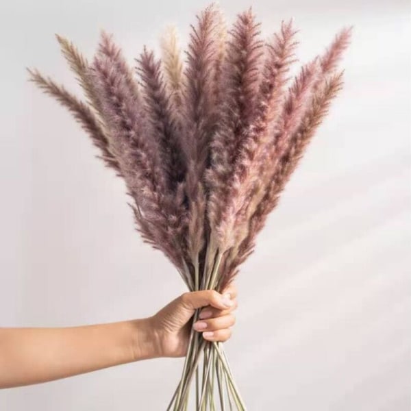 Växtdekoration Vass Små Pampas Vita Torkade Blommor Lufttorkad Dekoration Display Rekvisita White