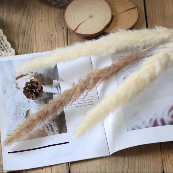 Växtdekoration Vass Små Pampas Vita Torkade Blommor Lufttorkad Dekoration Display Rekvisita White