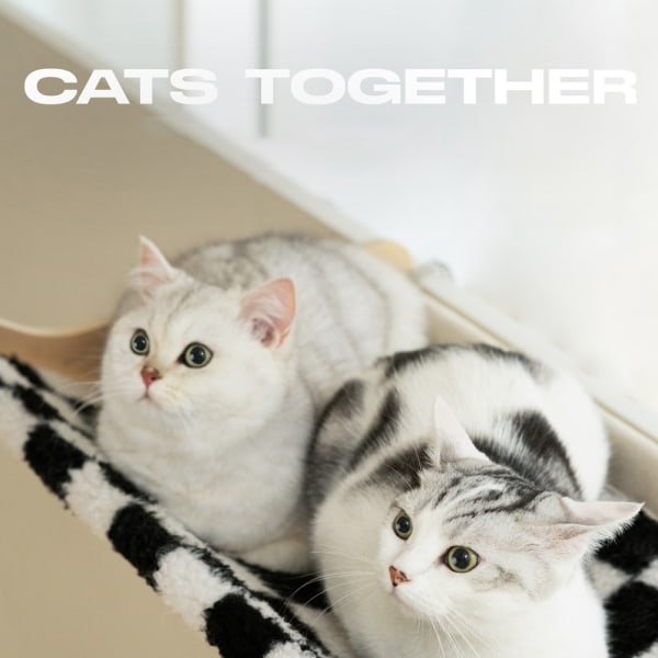 Cat's Window Hammock, Cat's Hanging Bed svart