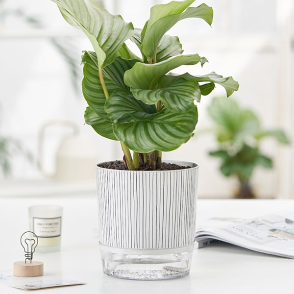 Transparent bas plast självvattnande blomkruka Bra dränerande Återställbar blomkruka för växtsuckulenter Zebra