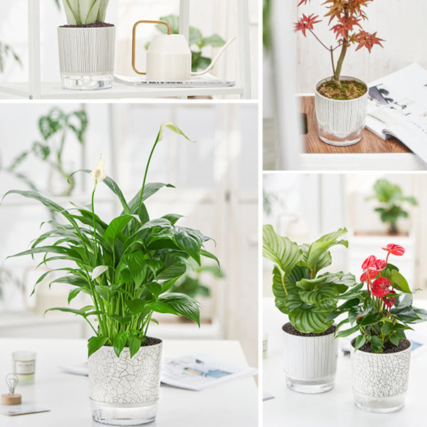 Transparent bas plast självvattnande blomkruka Bra dränerande Återställbar blomkruka för växtsuckulenter Zebra