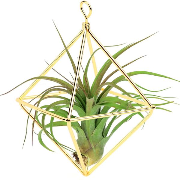 Enkelt Mini Iron Flower Stand Suckulent Blomsterhylla Blomkruka För Desktop Balkong Dekoration Gold With Ring